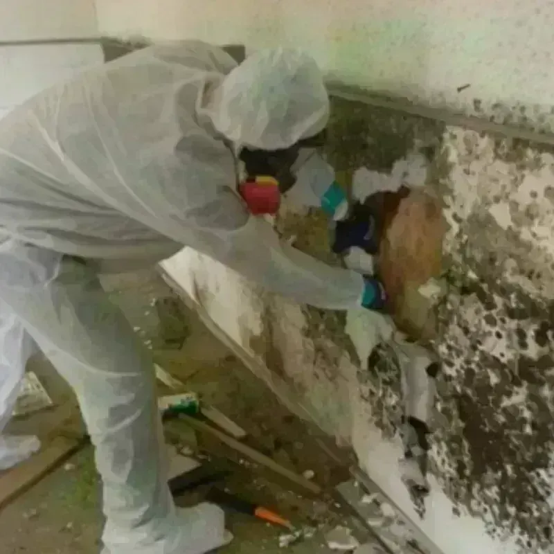 Mold Remediation and Removal in Braddock, PA